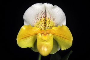 Paph. Stone Crazy 'Canaima's Perfect Moon' AM 80 pts.